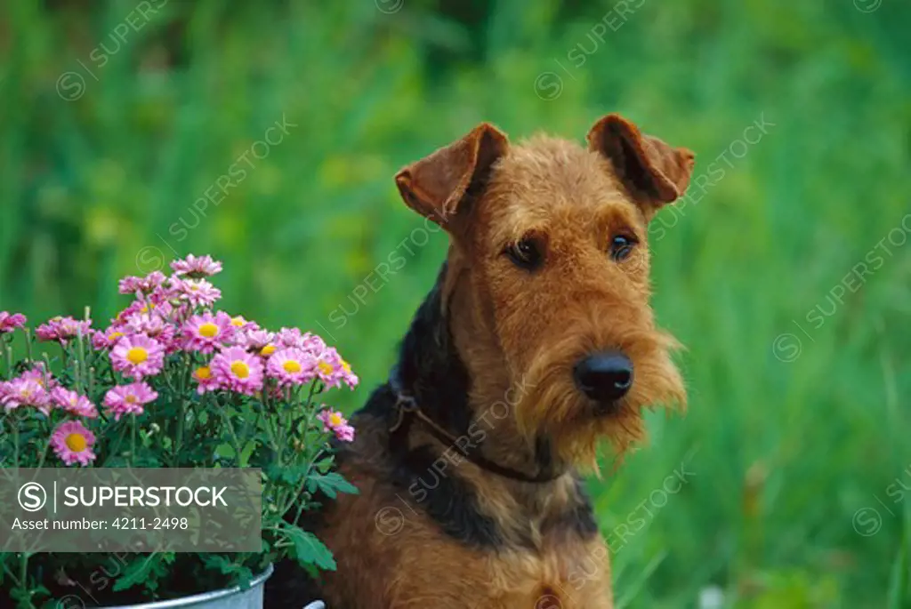 Airedale Terrier (Canis familiaris) portrait