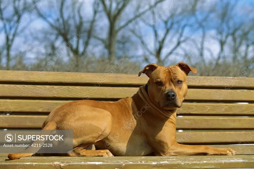 American Pit Bull Terrier (Canis familiaris) laying on park bench