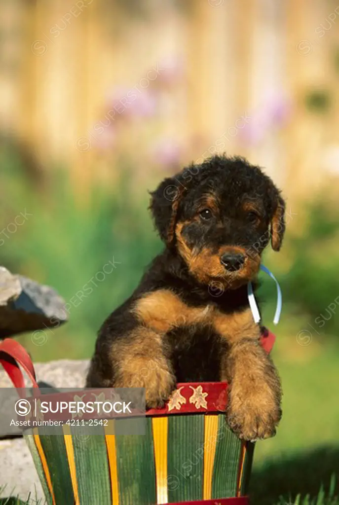 Airedale Terrier (Canis familiaris) puppy in basket