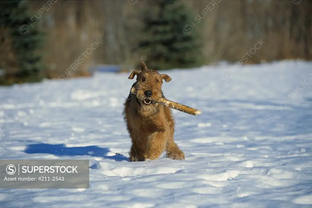 Airedale Terrier (Canis familiaris) playing with stick in snow