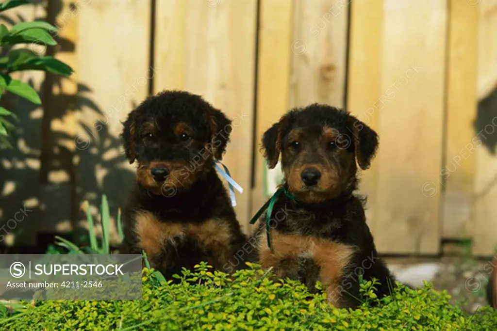 Airedale Terrier (Canis familiaris) puppies