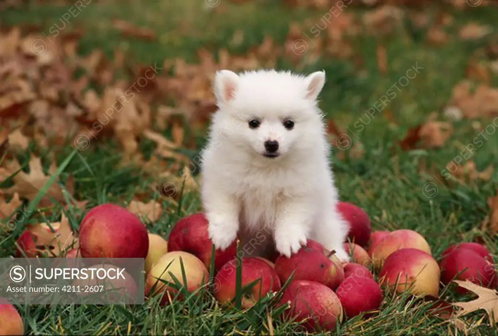 American Eskimo Dog (Canis familiaris) puppy miniature