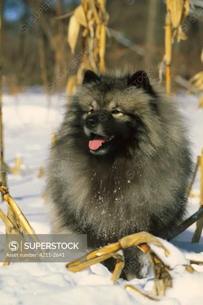 Keeshond (Canis familiaris) portrait in snow
