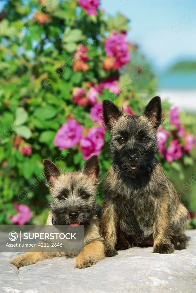 Cairn Terrier (Canis familiaris) portrait of two puppies