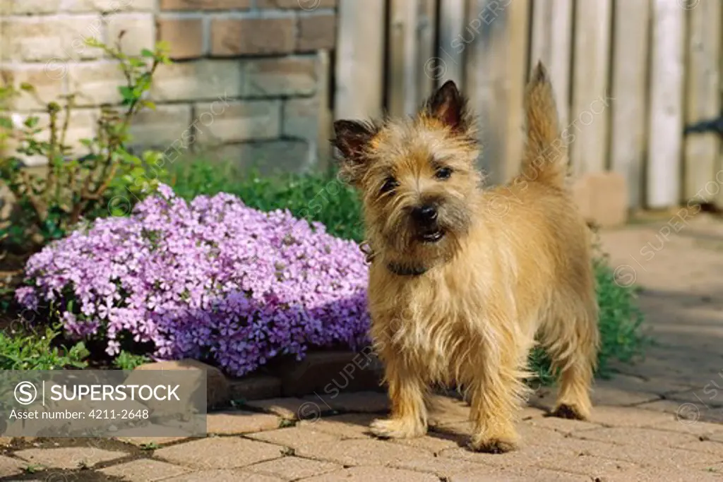 Cairn Terrier (Canis familiaris) puppy on garden path