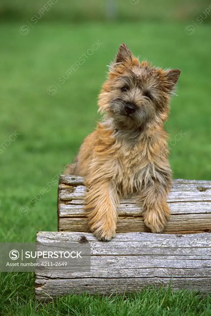 Cairn Terrier (Canis familiaris) puppy leaning on logs