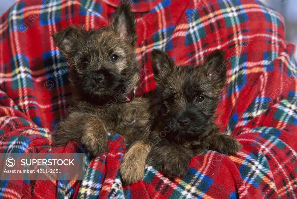 Cairn Terrier (Canis familiaris) puppy pair in blanket