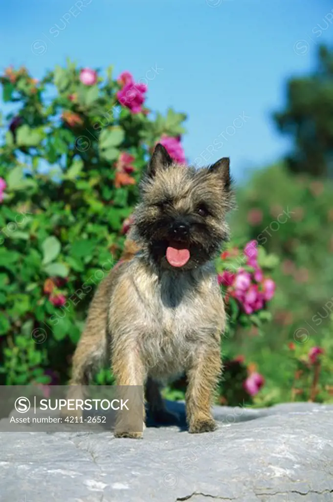 Cairn Terrier (Canis familiaris) portrait standing on rock