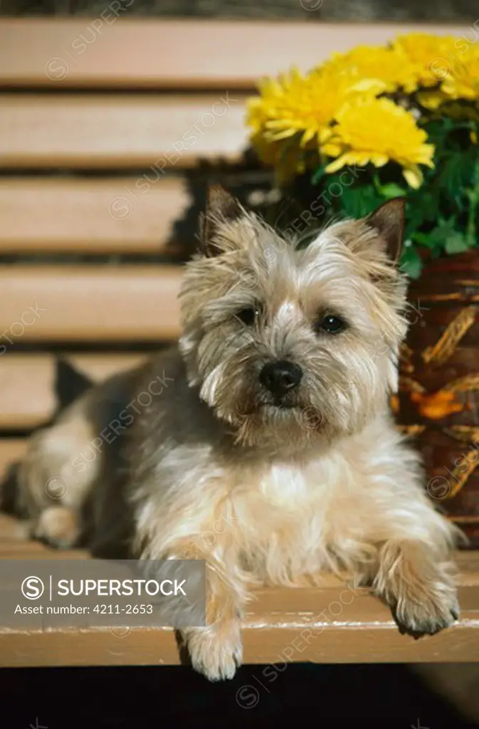 Cairn Terrier (Canis familiaris) resting on deck