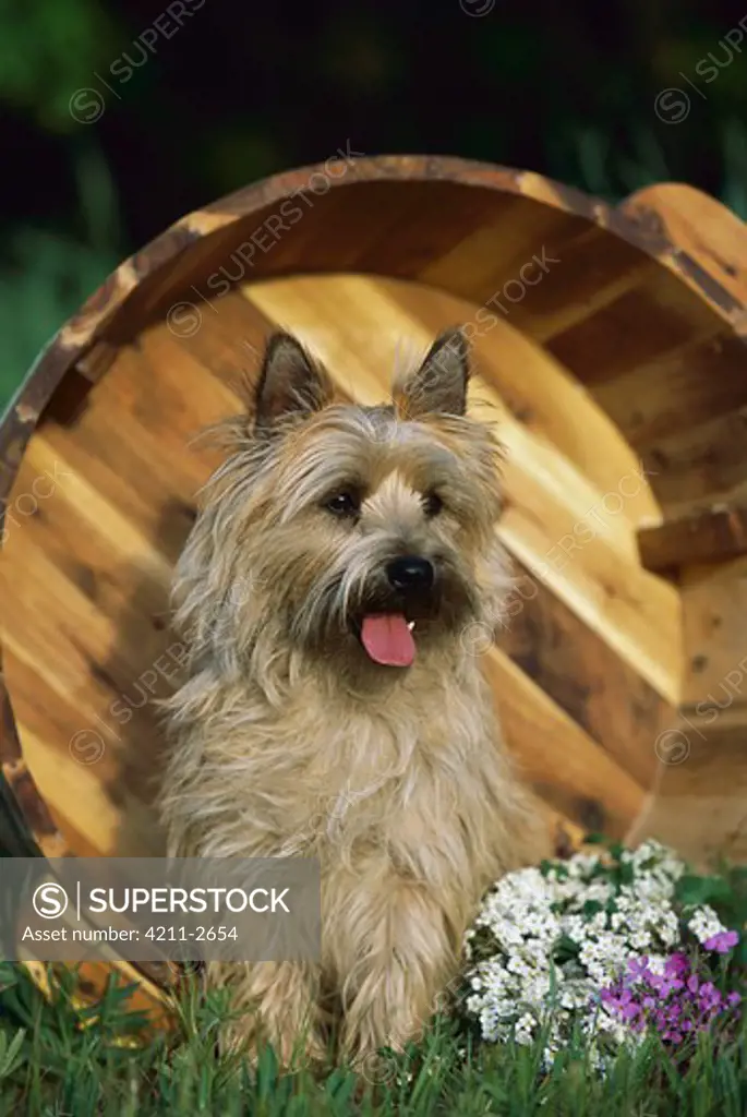 Cairn Terrier (Canis familiaris) in over-turned bucket