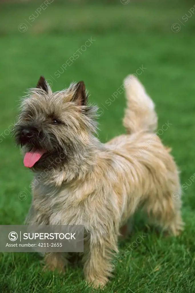 Cairn Terrier (Canis familiaris) portrait on lawn