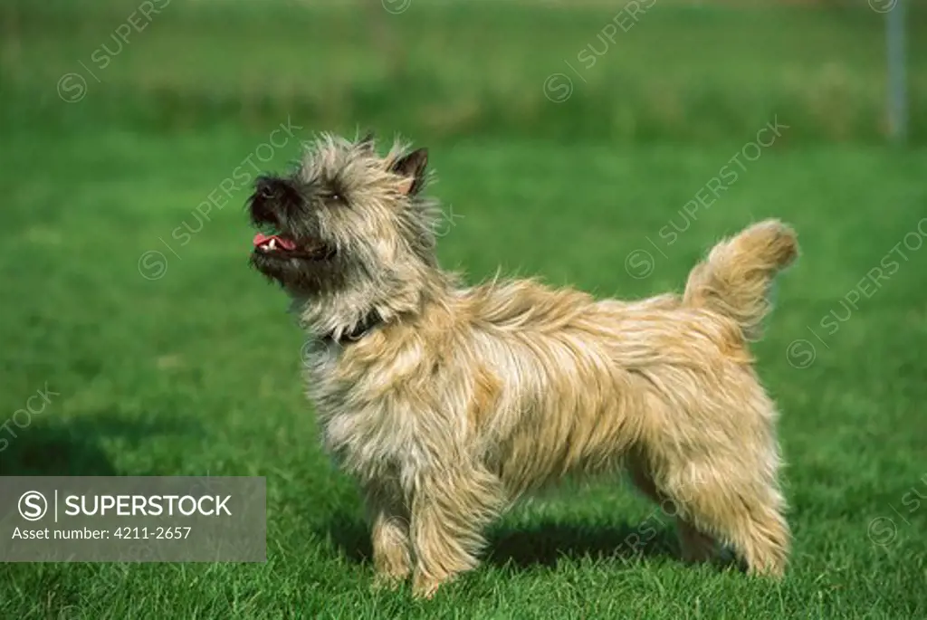 Cairn Terrier (Canis familiaris) profile on lawn