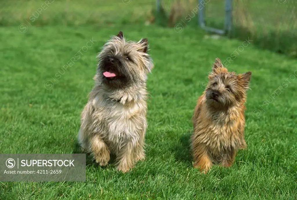 Cairn Terrier (Canis familiaris) mother and puppy