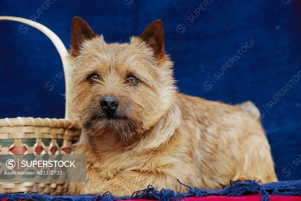 Norwich Terrier (Canis familiaris) portrait