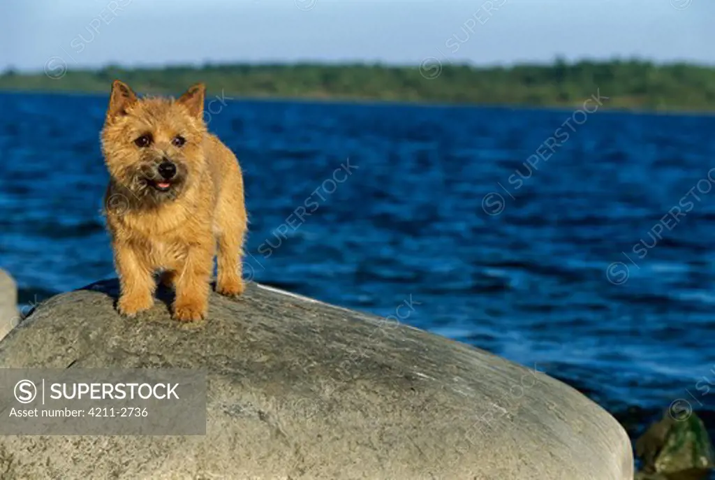 Norwich Terrier (Canis familiaris) on rock at beach