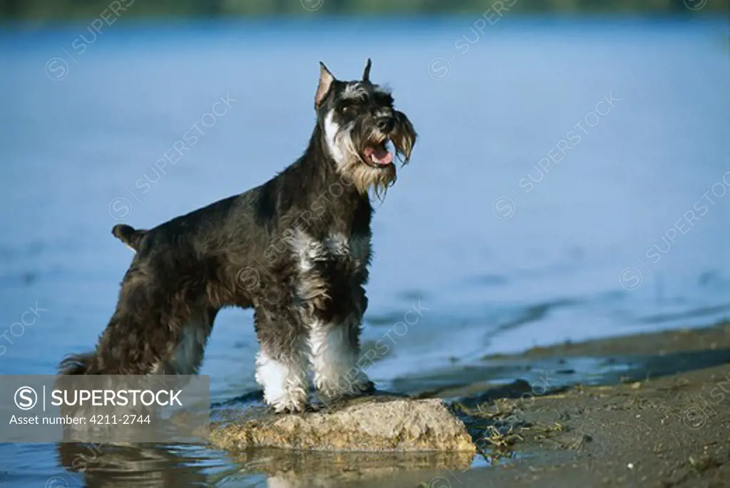 Miniature Schnauzer (Canis familiaris) adult at lake shore