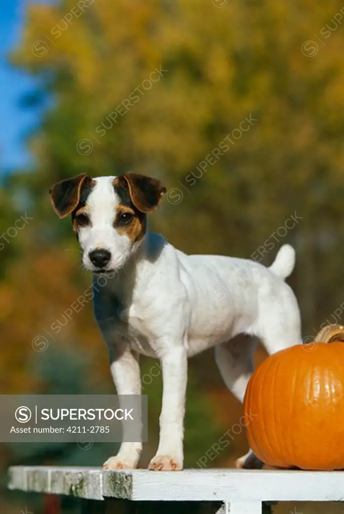 Parson or Jack Russell Terrier (Canis familiaris) portrait