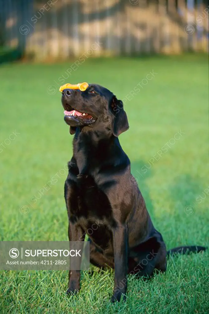 Black Labrador Retriever (Canis familiaris) balancing bone