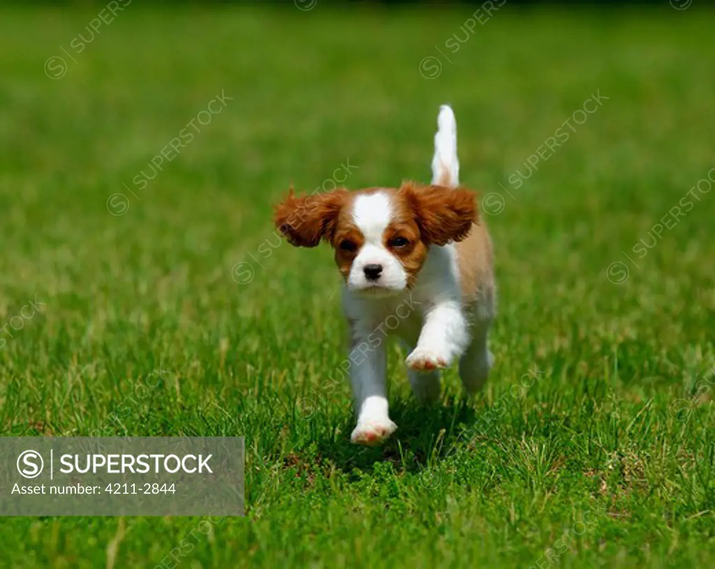 Cavalier King Charles Spaniel (Canis familiaris) puppy running