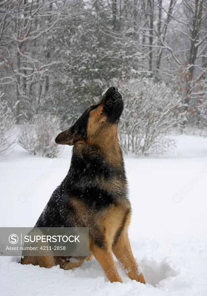 German Shepherd (Canis familiaris) in snow