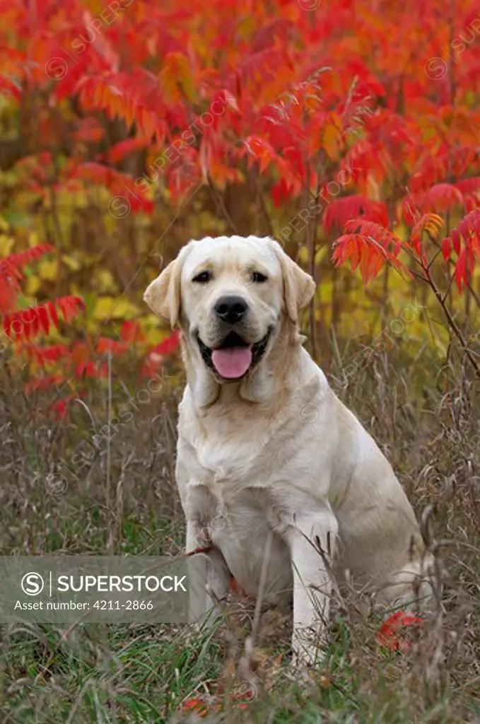Labrador Retriever (Canis familiaris) in autumn