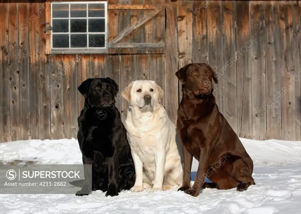 Labrador Retriever (Canis familiaris) trio with all three fur colors