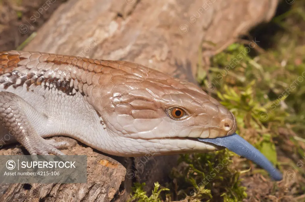 Close-up of a Blue-Tongued skink