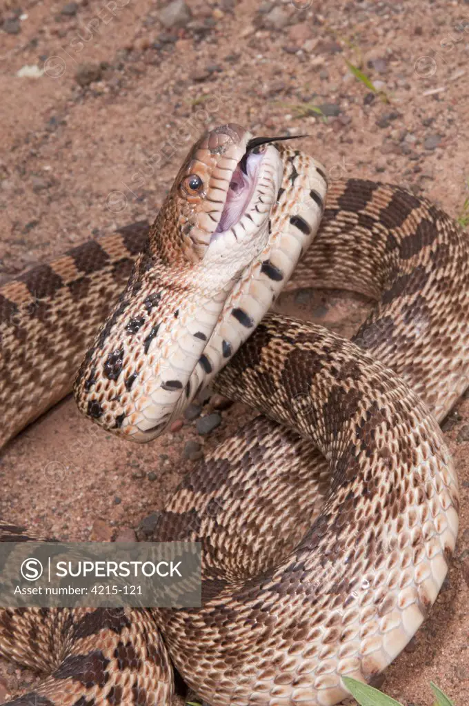 Close-up of a Texas bullsnake (Pituophis catinifer sayi), USA