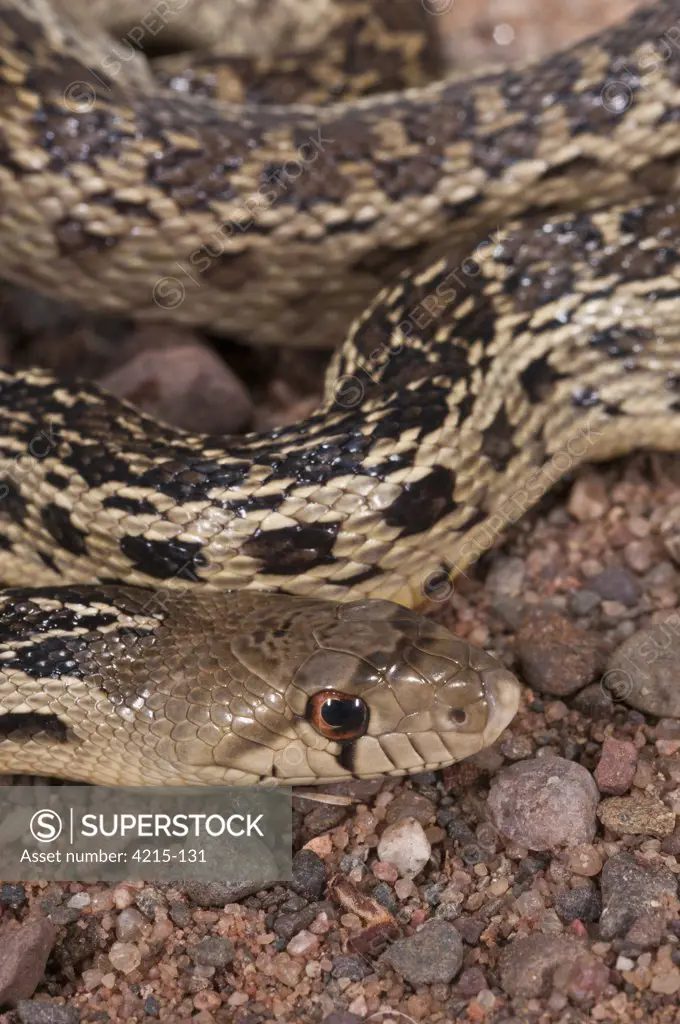 Close-up of a San Diego Gopher snake (Pituophis catenifer annectens)