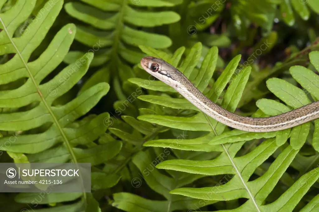 Green phase Peninsula Ribbon snake (Thamnophis sauritus sackenii)