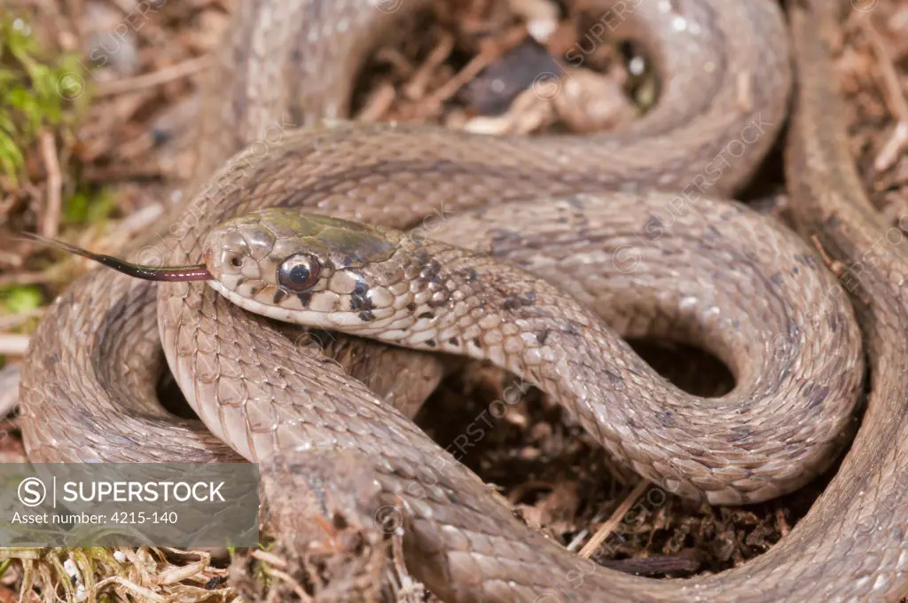 Close-up of a brown snake (Storeria dekayi)