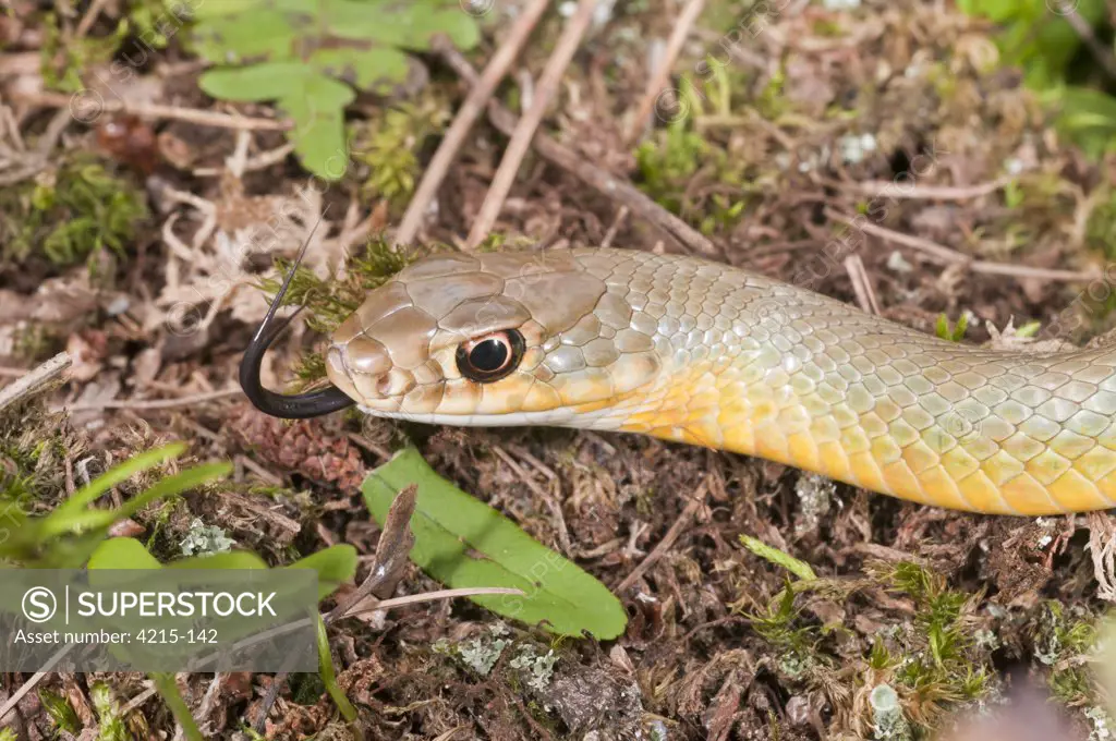 Close-up of a Western Yellow-Bellied racer (Coluber constrictor mormon)