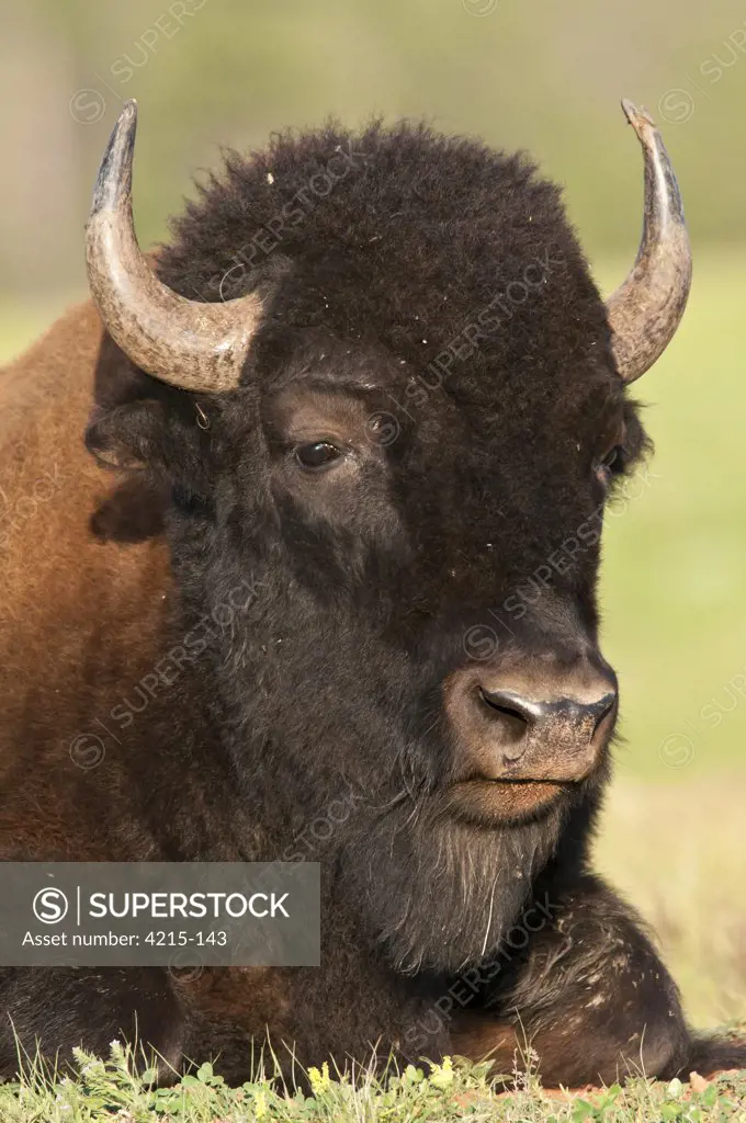 American Bison (Bison bison) in a field, Wind Cave National Park, South Dakota, USA