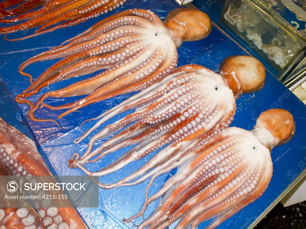 Octopus for sale at fish market, Noryangjin Fish Market, Seoul, South Korea