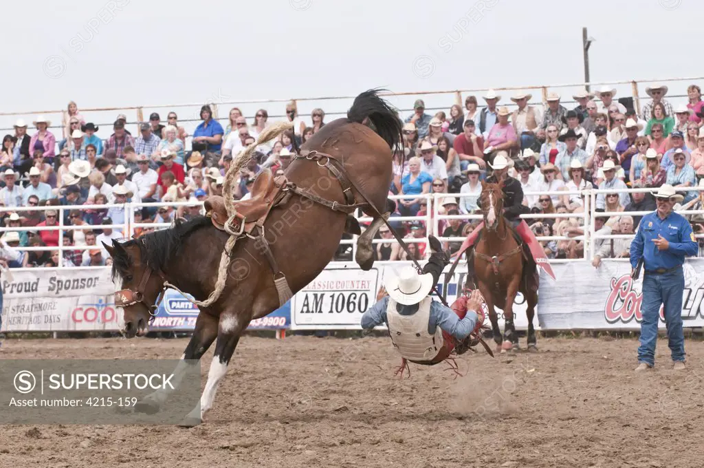 Cowboy falling from a bucking horse in a rodeo, Strathmore Heritage Days, Strathmore, Alberta, Canada
