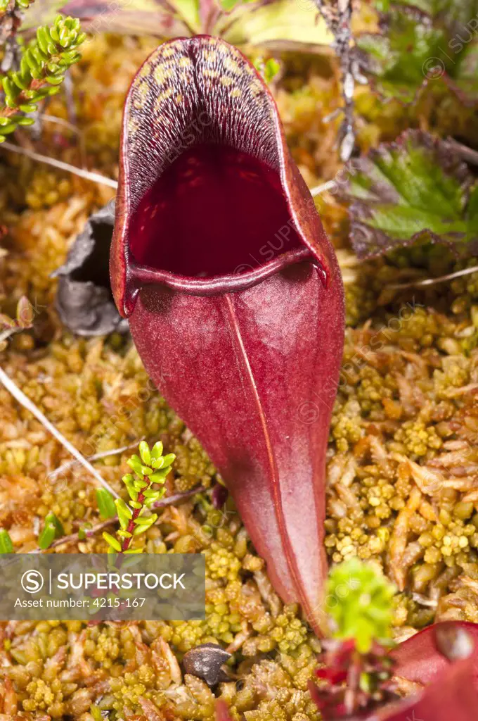 Close-up of a pitcher plant (Sarracenia purpurea), Avalon Peninsula, Newfoundland and Labrador, Canada