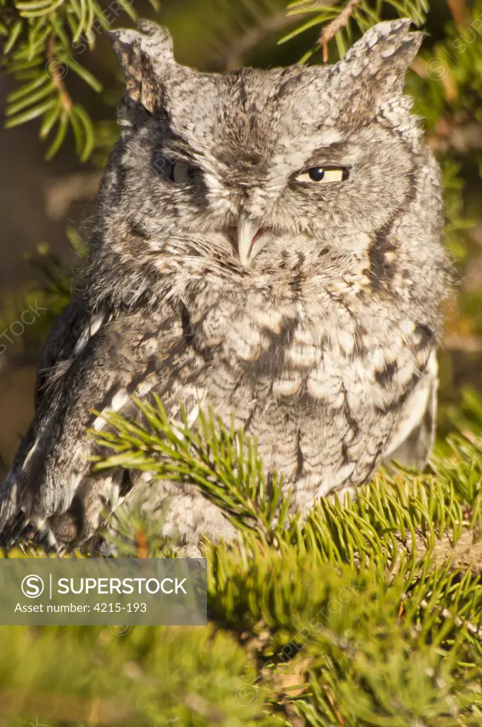 Close-up of an Eastern Screech owl (Megascops asio)