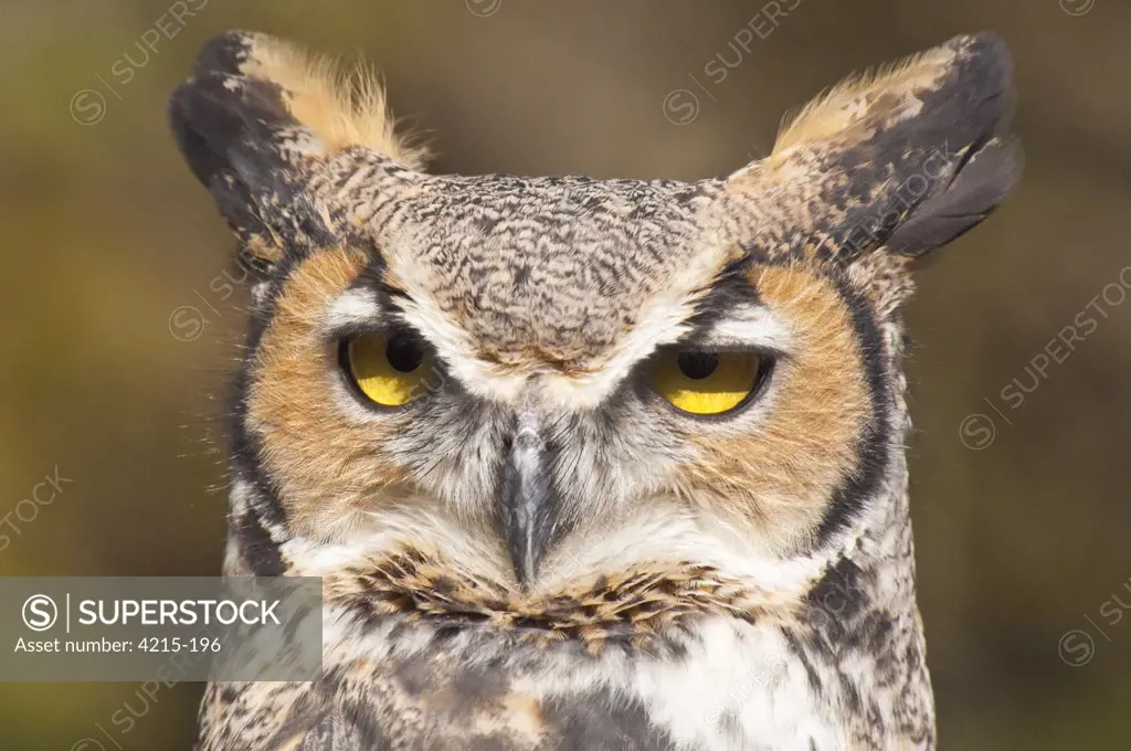 Portrait of Common Great Horned owl (Bubo virginianus virginianus), Minnesota, USA