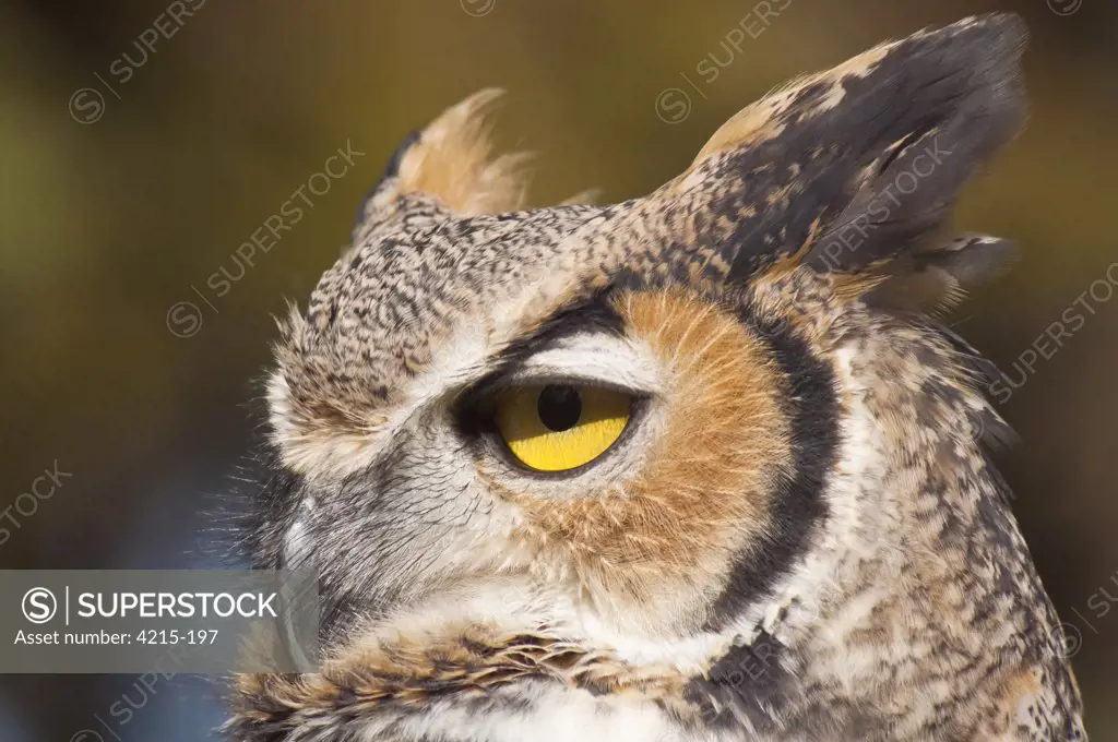 Close-up of Common Great Horned owl (Bubo virginianus virginianus), Minnesota, USA