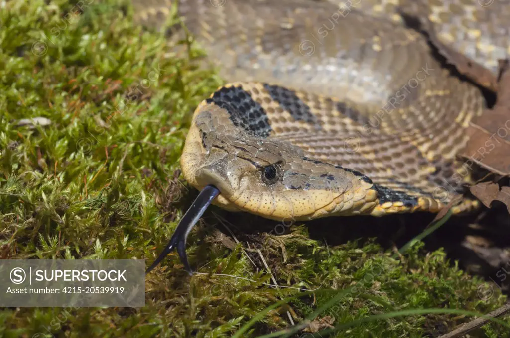 Eastern hognose snake, Heterodon platyrhinos (platirhinos) native to eastern North America