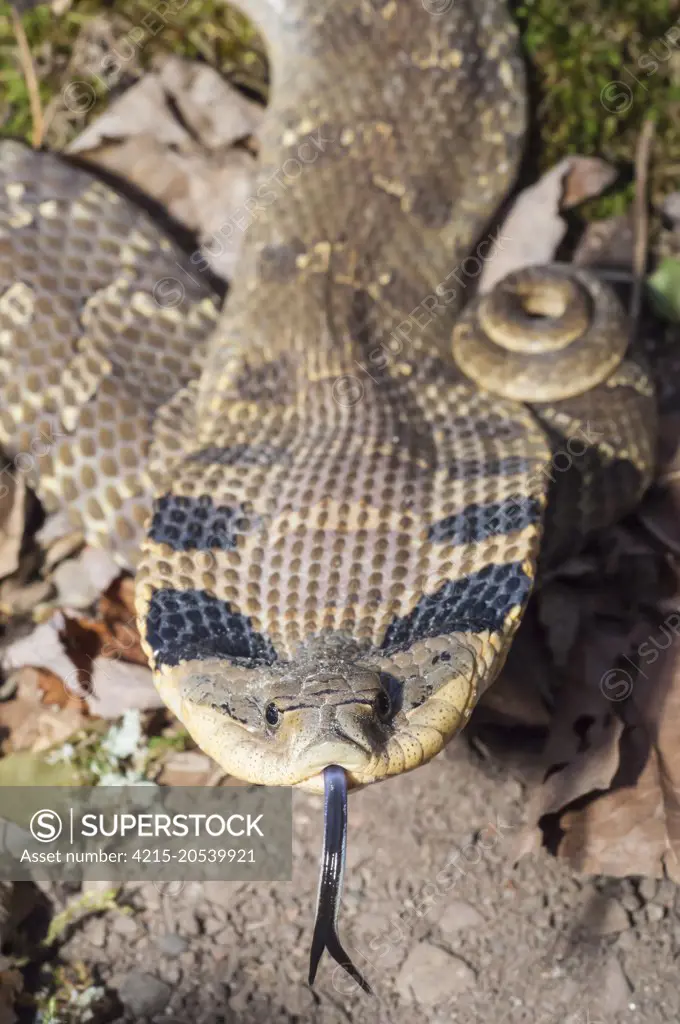 Eastern hognose snake, Heterodon platyrhinos (platirhinos) native to eastern North America