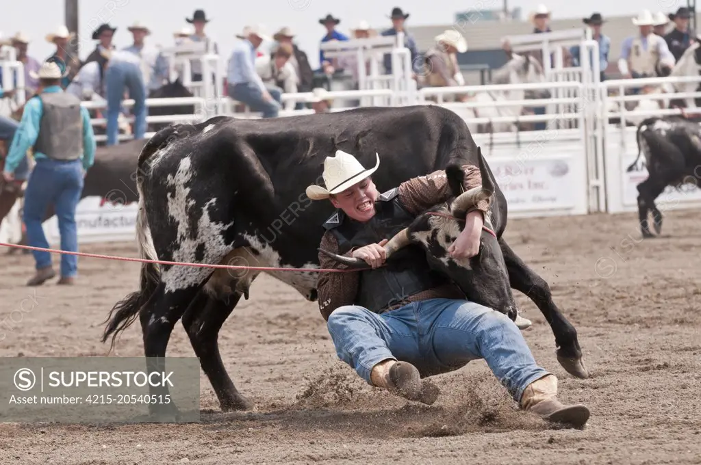 Wild cow milking, Sundre Pro Rodeo, Sundre, Alberta, Canada
