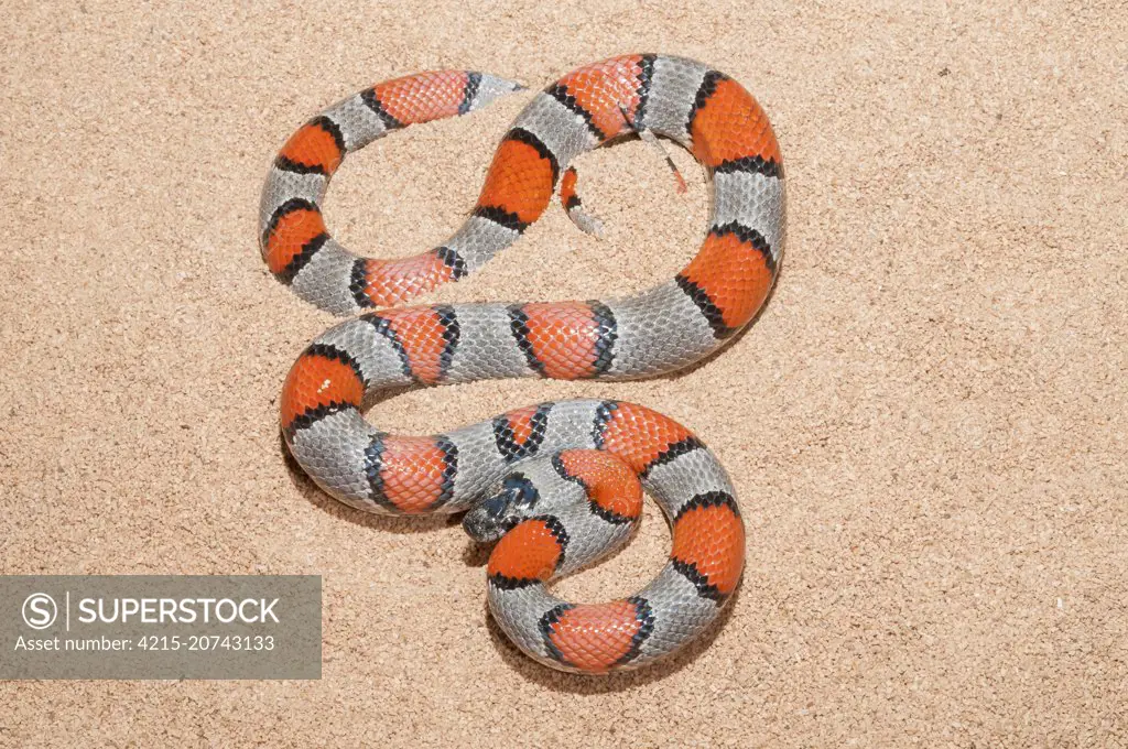 Grey-banded kingsnake, Lampropeltis alterna, Blairs colour phase, native to western Texas, southern New Mexico and northern Chihuahua, Mexico