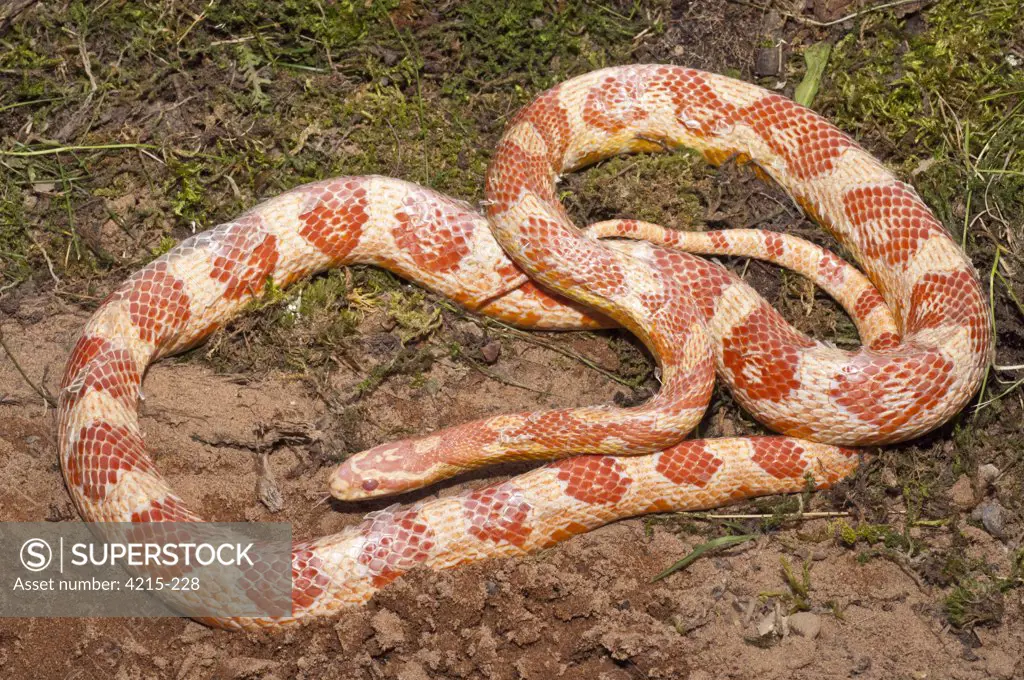 Female Corn snake (Elaphe guttata guttata), USA