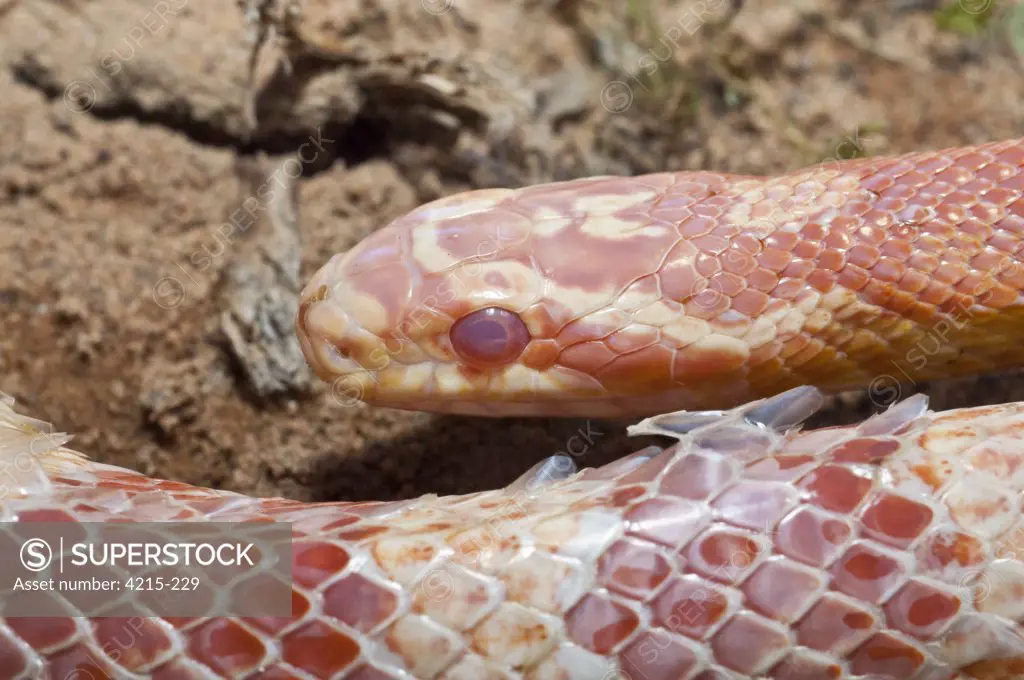 Close-up of a Female Corn snake (Elaphe guttata guttata), USA