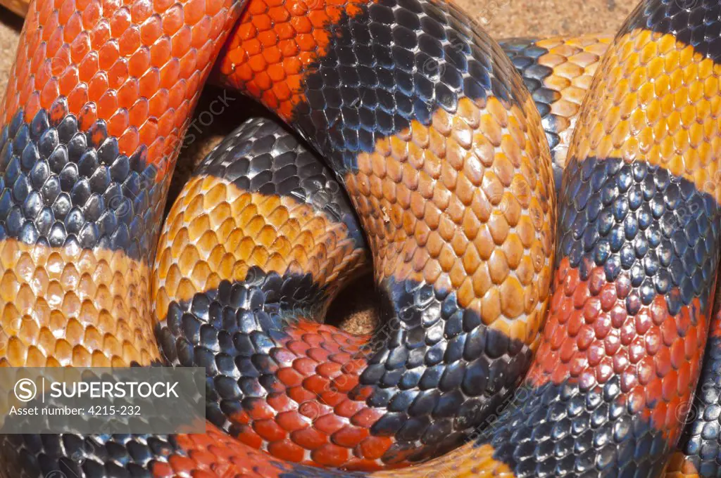 Close-up of a Campbell's Milk snake (Lampropeltis triangulum campbelli)