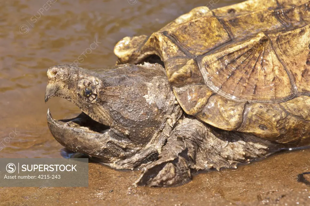 Alligator Snapping turtle (Macrochemys temminckii) in a pond, USA