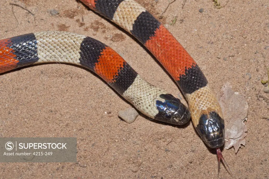 High angle view of two Campbell's Milk snakes (Lampropeltis triangulum campbelli), Mexico