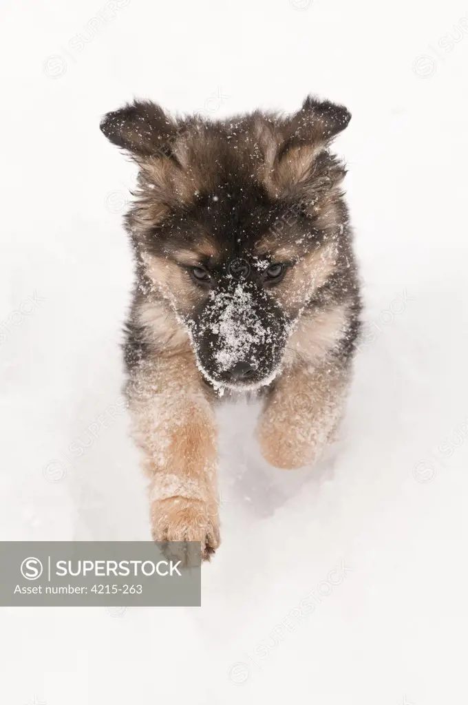 German shepherd puppy running in snow, Cochrane, Alberta, Canada