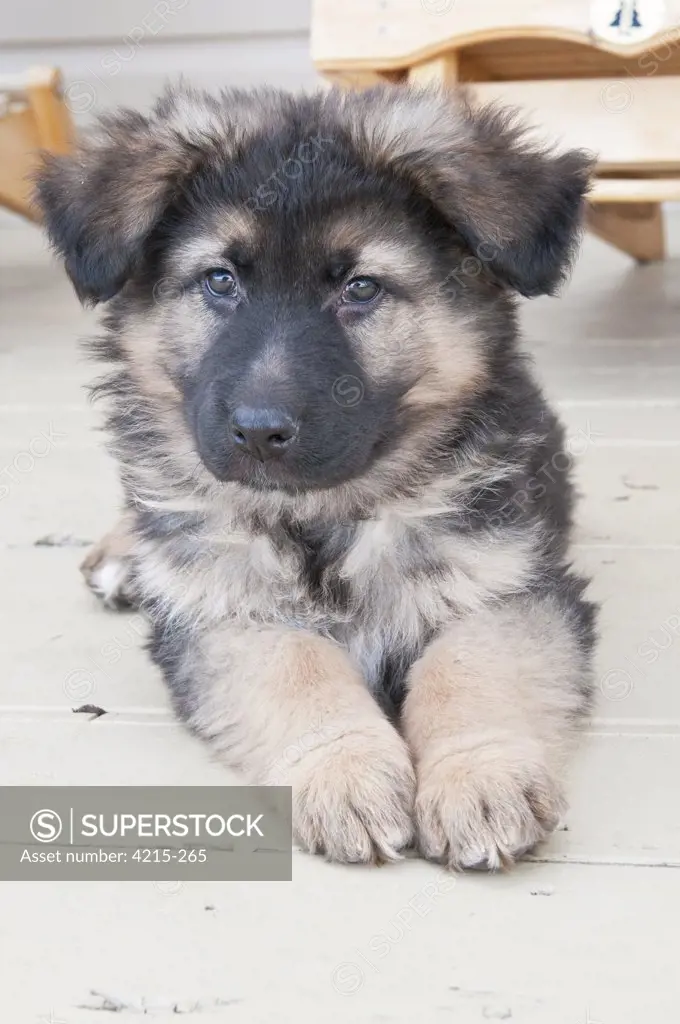 Close-up of a German shepherd puppy